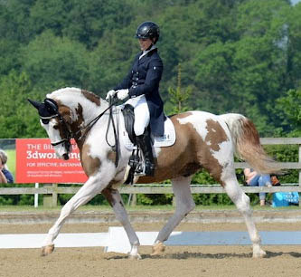 Westhills Jasper B - Coloured Grand Prix Dressage Stallion